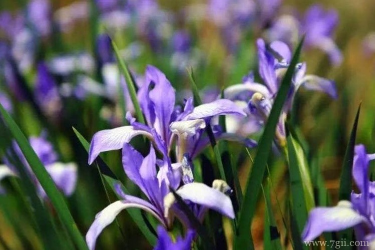 通化市的市花是什么？