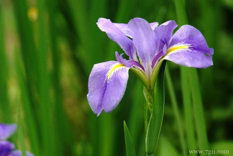 通化市的市花是什么？