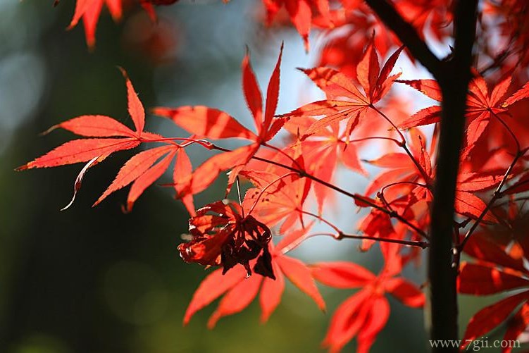 通化市的市花是什么？