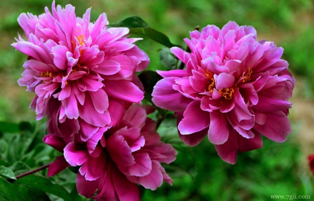 芍药花怎么养殖？