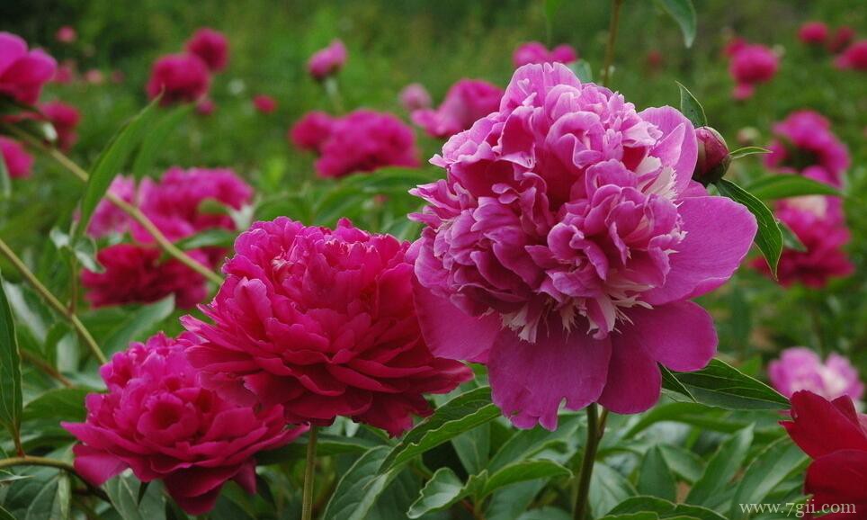 芍药花怎么养殖？