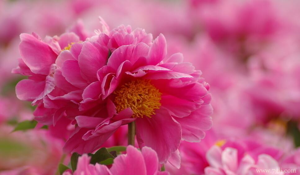 芍药花怎么养殖？