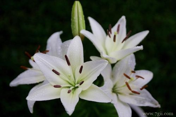 白城市的市花是什么？