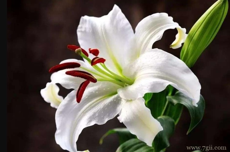 白城市的市花是什么？