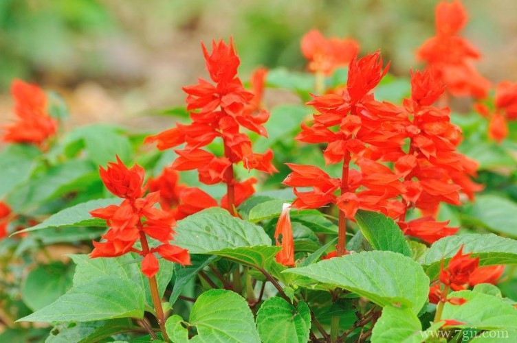 四平市的市花是什么？