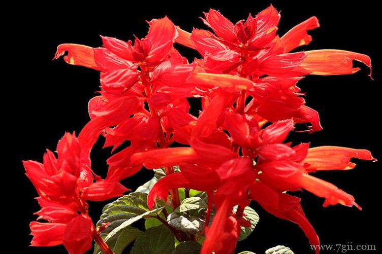 四平市的市花是什么？