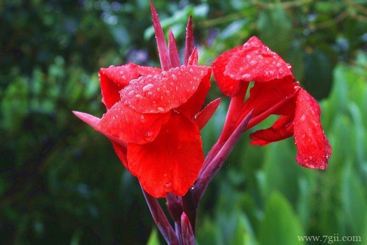 辽源市的市花是什么？