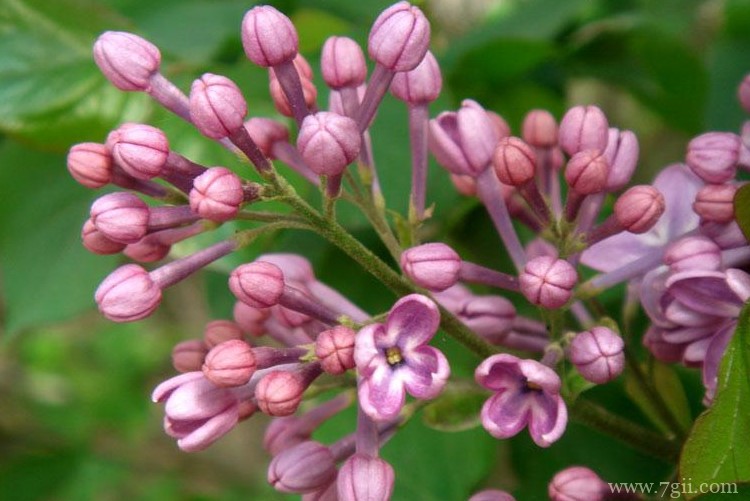 松原市的市花是什么？