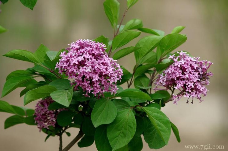 松原市适合养什么花？