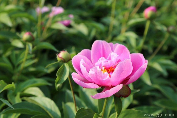 松原市适合养什么花？