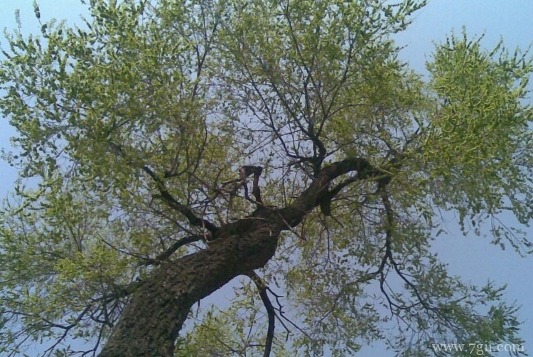 松原市适合养什么花？