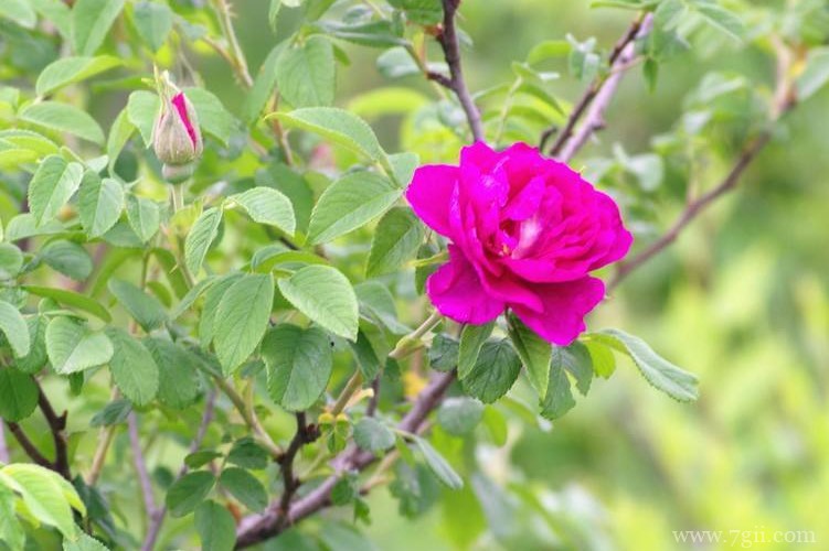 承德市的市花是什么？