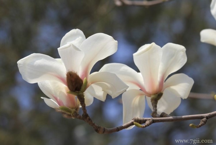 秦皇岛市适合养什么花？