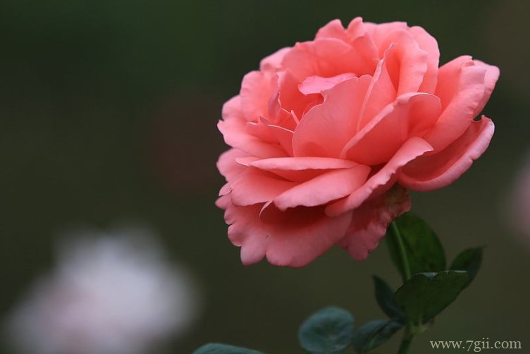 秦皇岛市适合养什么花？