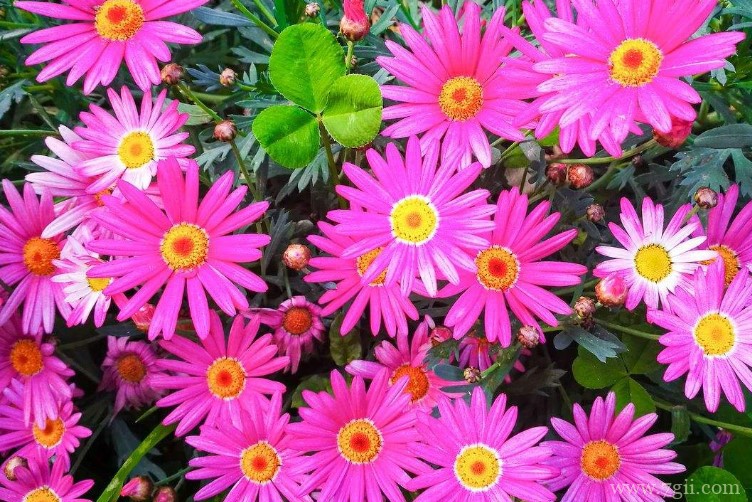 秦皇岛市适合养什么花？