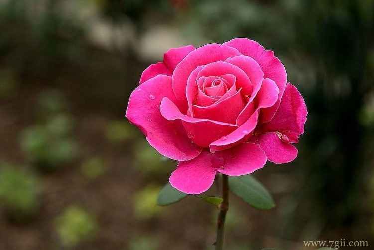 秦皇岛市的市花是什么？