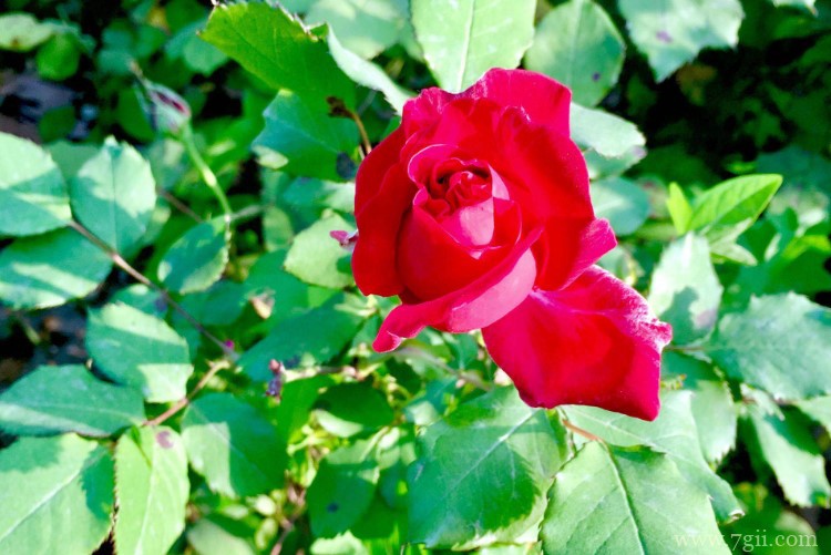 秦皇岛市的市花是什么？