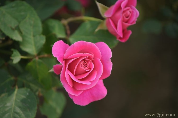 秦皇岛市的市花是什么？