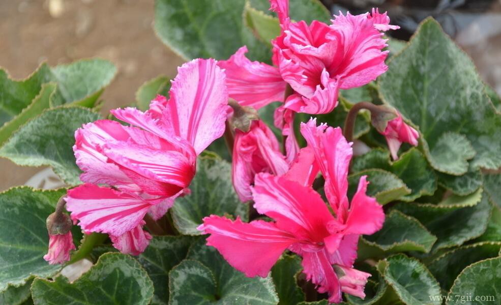仙客来花的养殖方法注意事项