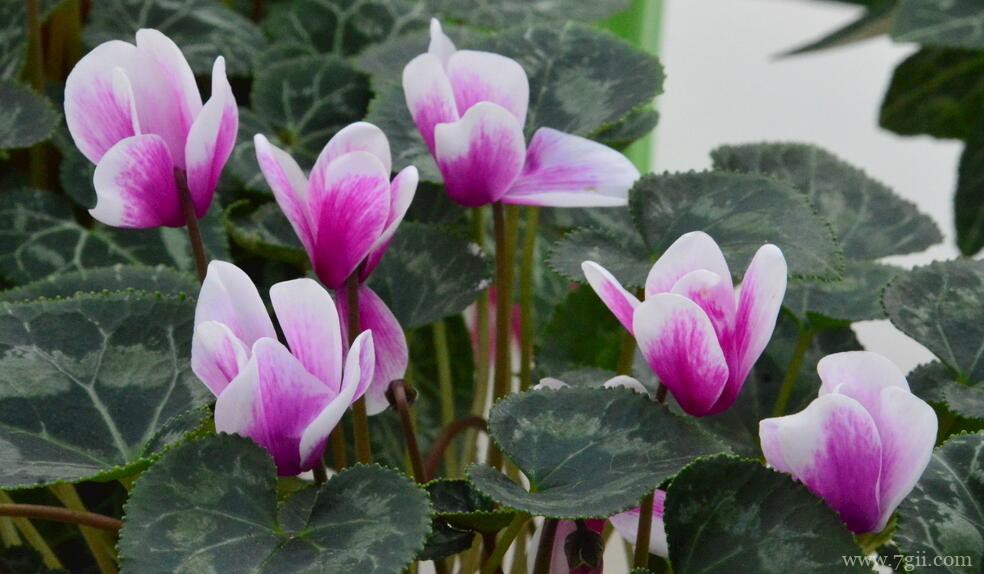 仙客来冬季黄叶、花朵枯萎怎么办？冬季如何养好仙客来？