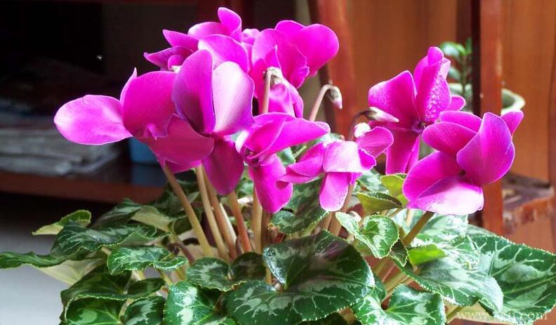 仙客来冬季黄叶、花朵枯萎怎么办？冬季如何养好仙客来？