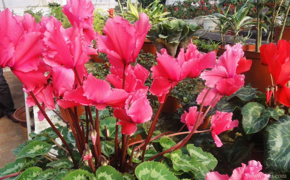 仙客来冬季黄叶、花朵枯萎怎么办？冬季如何养好仙客来？