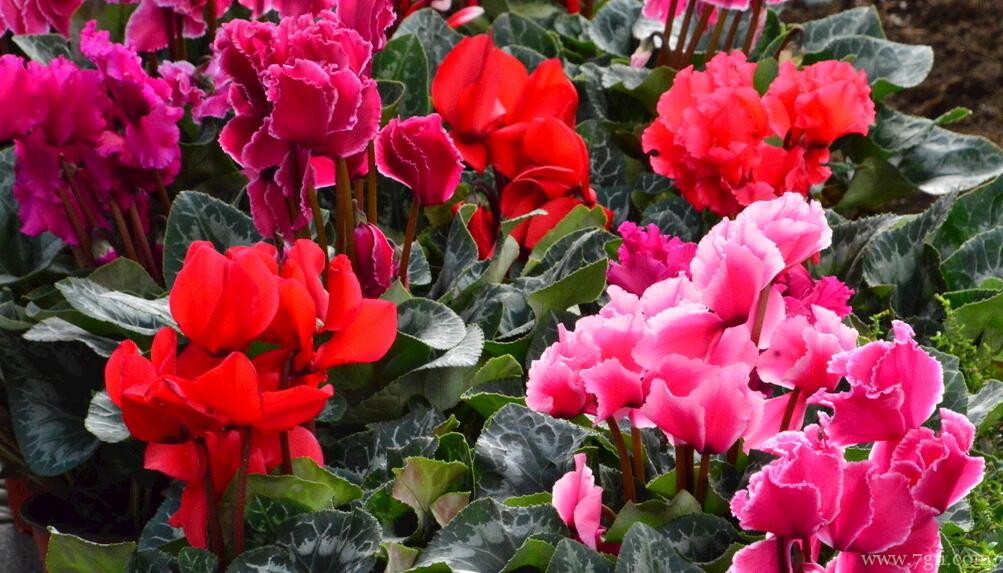 仙客来冬季黄叶、花朵枯萎怎么办？冬季如何养好仙客来？