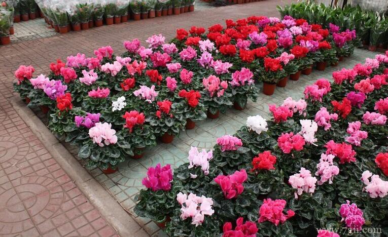 仙客来冬季怎么养？教你5个小技巧