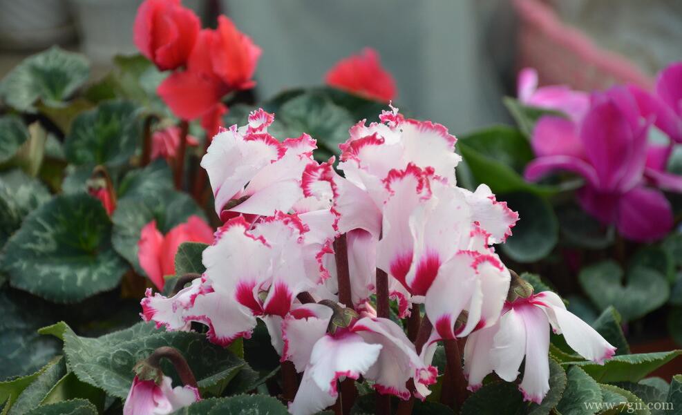 如何让仙客来多次开花？做好这几件小事就够了