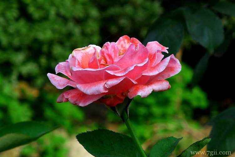 沙河市的市花是什么？