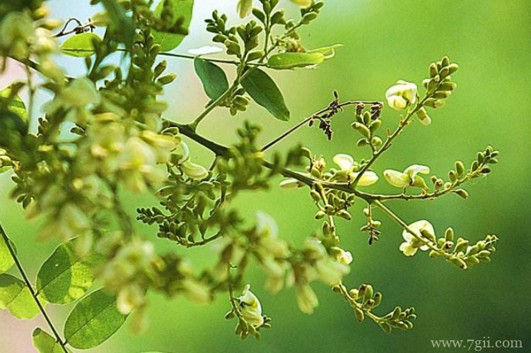 沙河市的市花是什么？