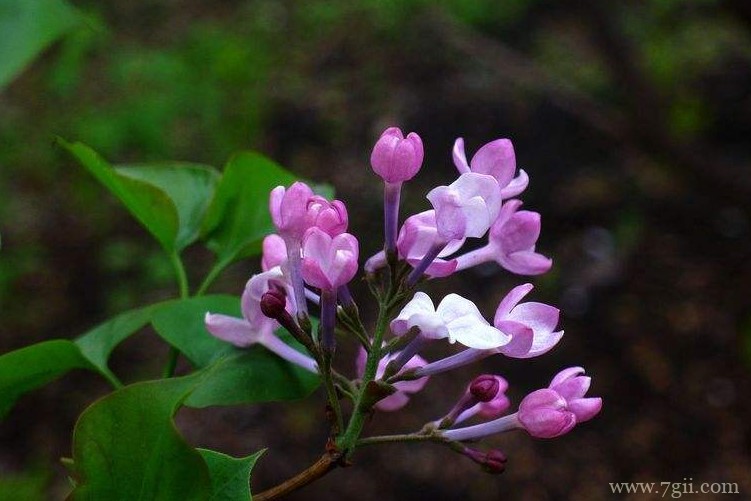 哈尔滨市的市花是什么？
