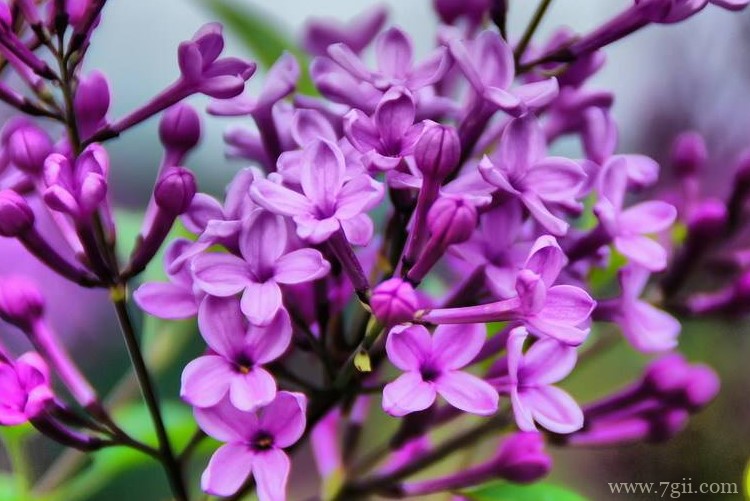 哈尔滨市的市花是什么？