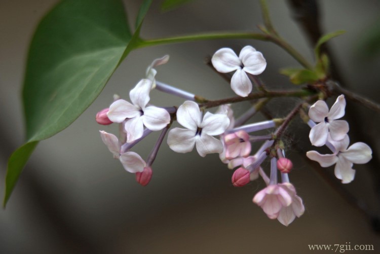 哈尔滨市的市花是什么？
