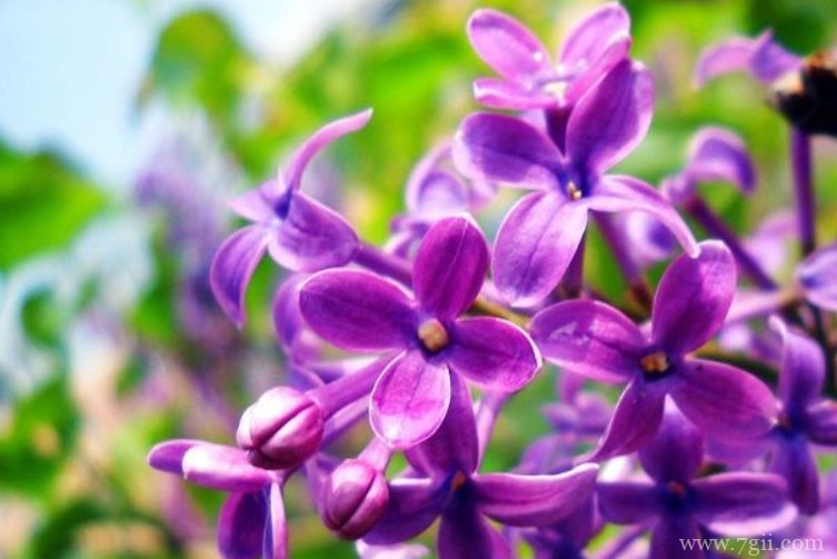 哈尔滨市适合养什么花？