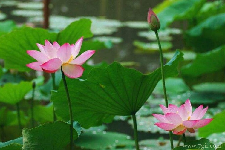 哈尔滨市适合养什么花？