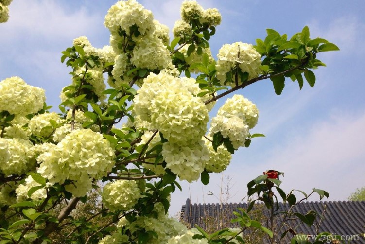 哈尔滨市适合养什么花？