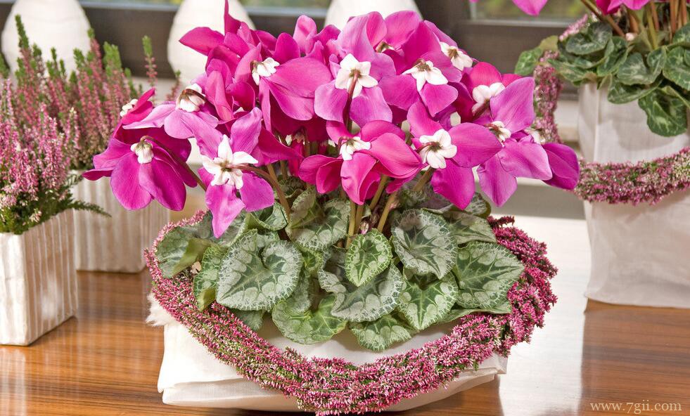 仙客来叶片发黄的原因