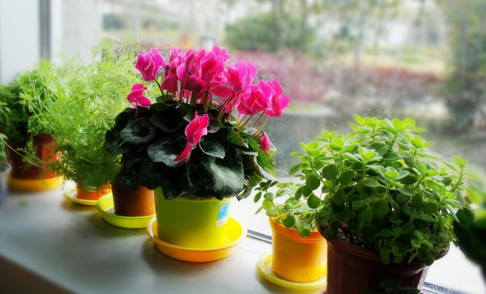 仙客来的风水作用