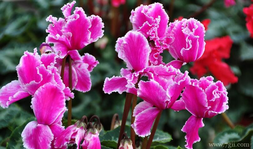 仙客来怎么养？学会正确浇水，多晒太阳