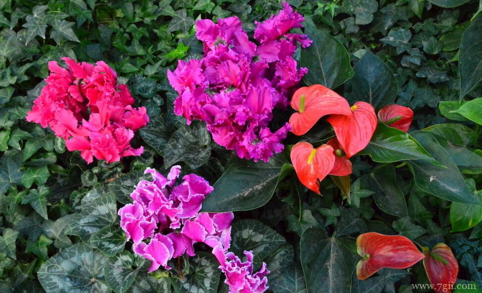 仙客来的功效和作用