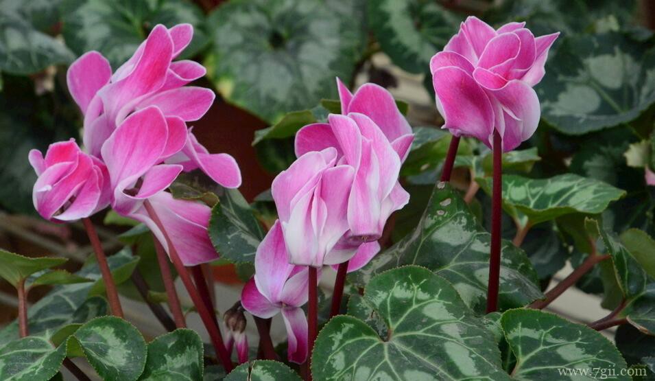 仙客来的养殖方法和注意事项