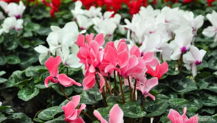 仙客来的养殖方法和注意事项