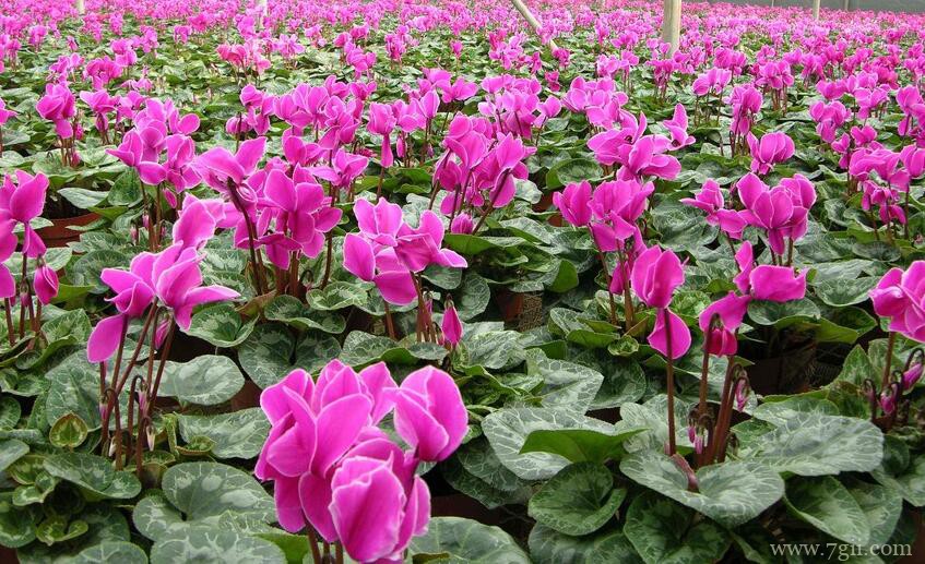 仙客来开花后怎么养护？