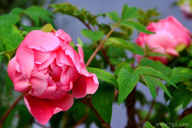 牡丹江市的市花是什么？