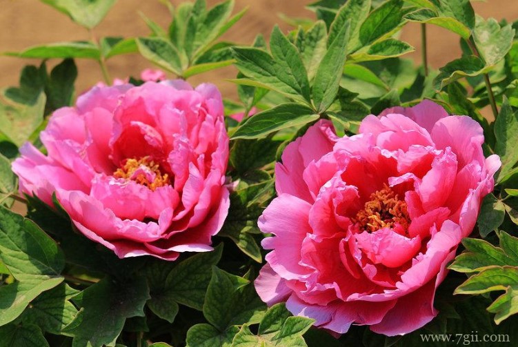 牡丹江市的市花是什么？