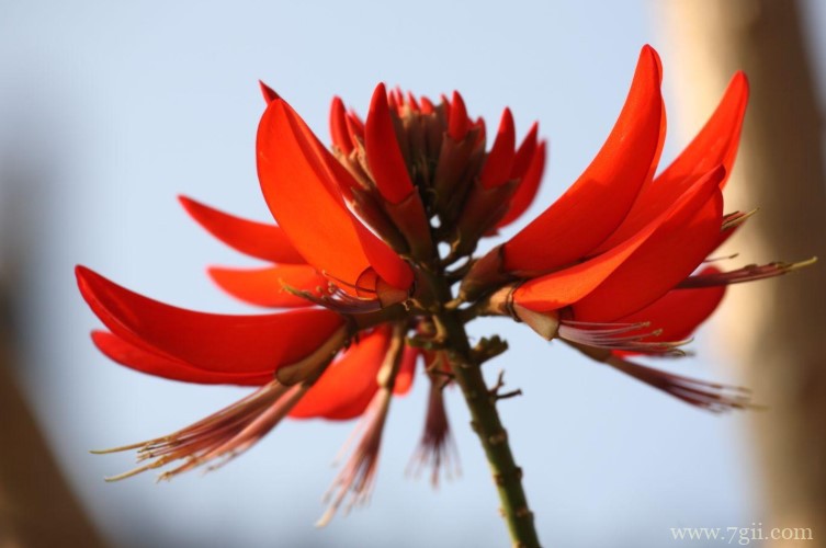 大庆市的市花是什么？