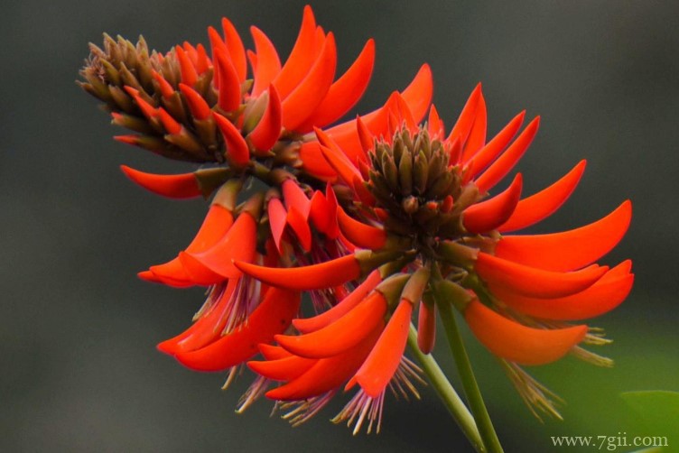 大庆市的市花是什么？