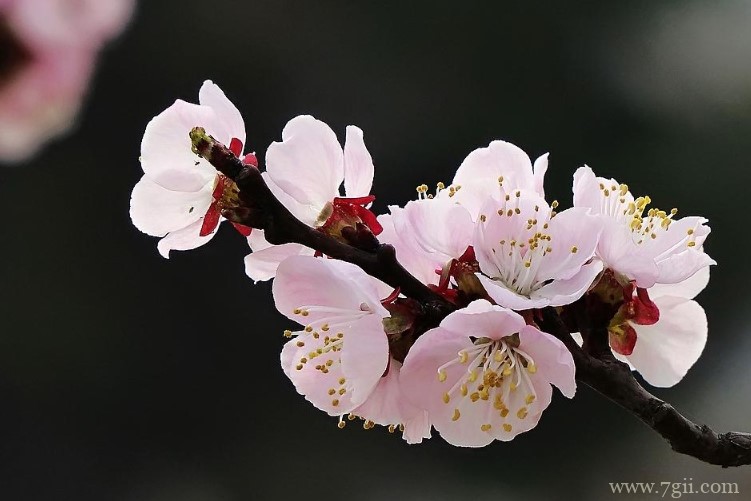 佳木斯的市花是什么？