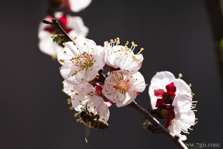 佳木斯的市花是什么？